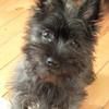 ginnymcdougall8